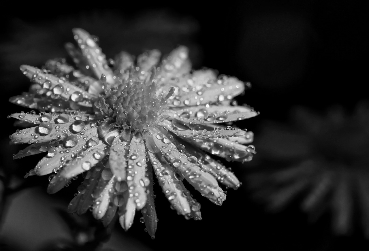 flower macro a drop of free photo