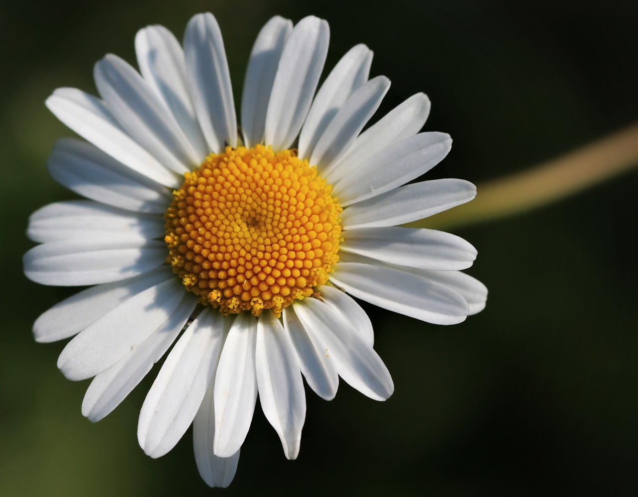 flower white nature free photo