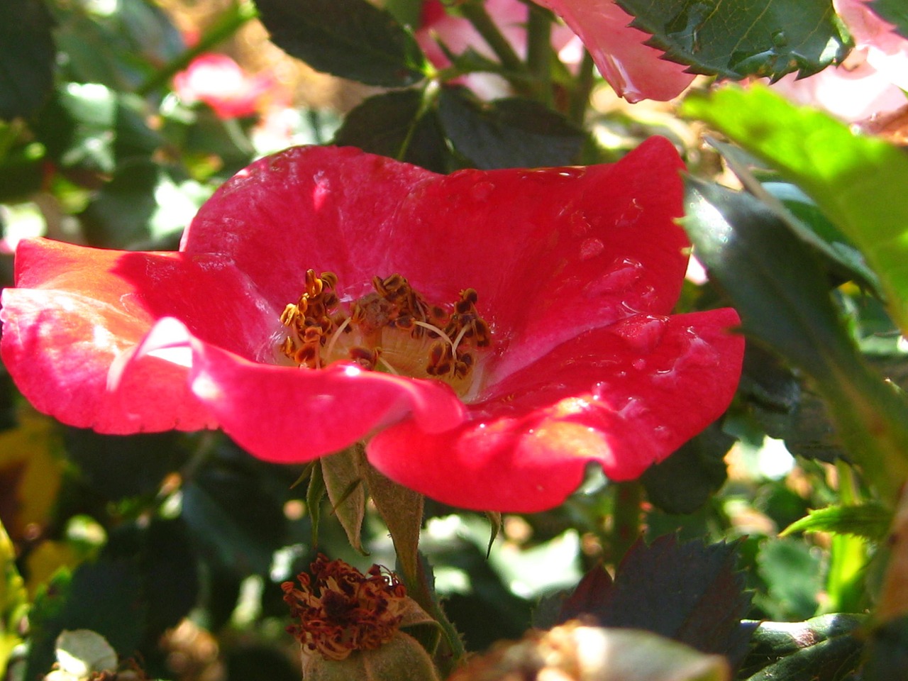 flower red garden free photo