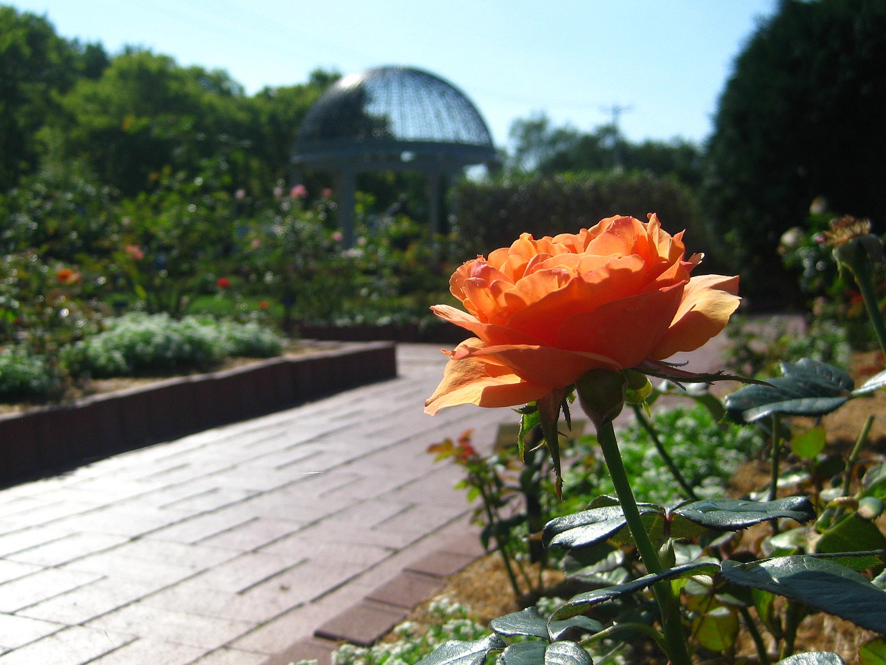 flower garden summer free photo