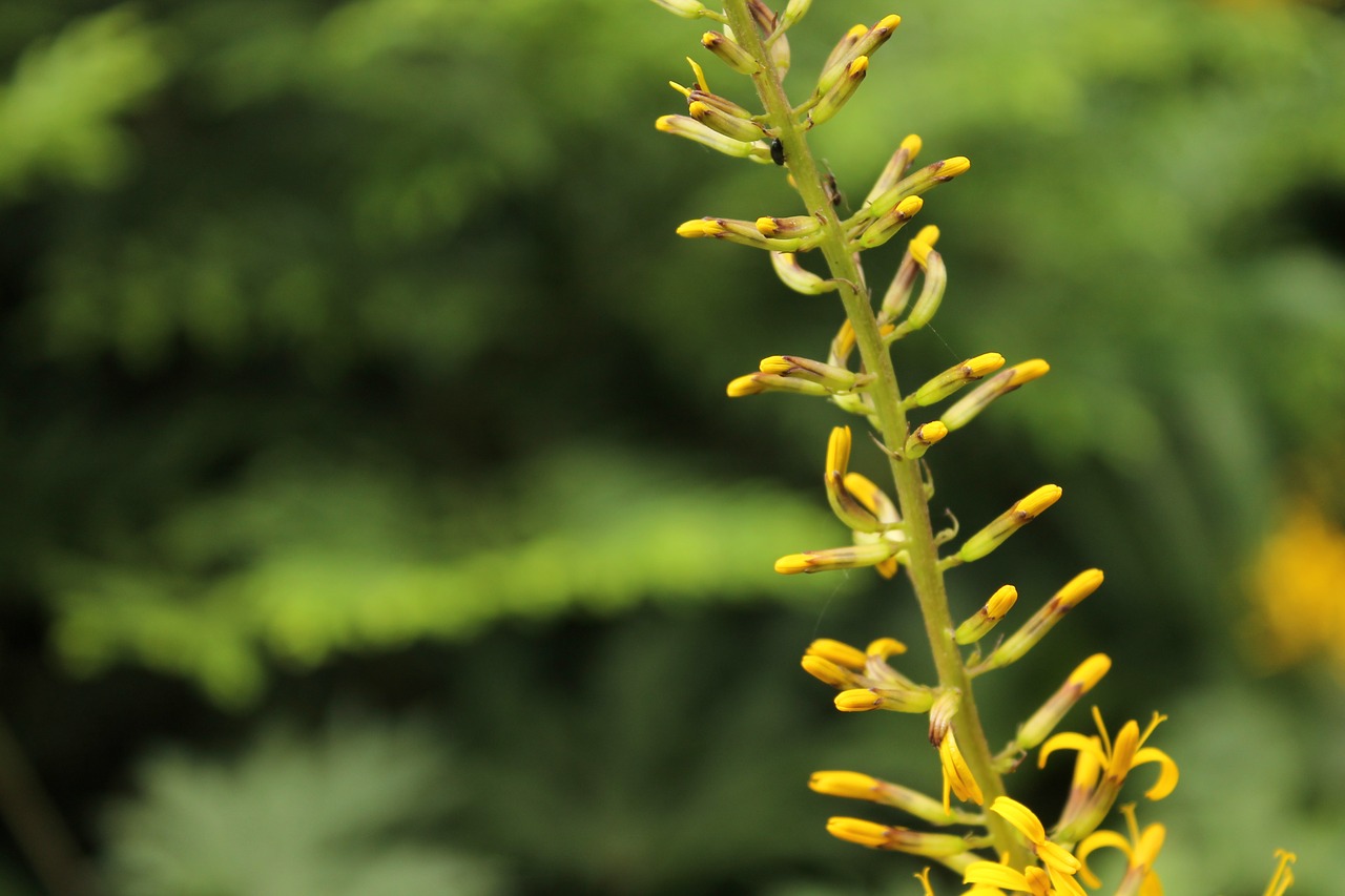 flower yellow nature free photo