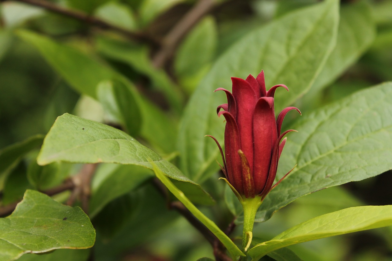 flower red nature free photo