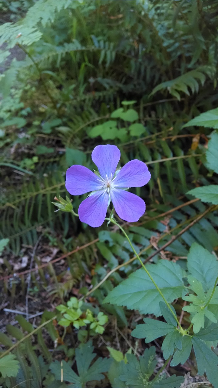 flower purple purple flower free photo