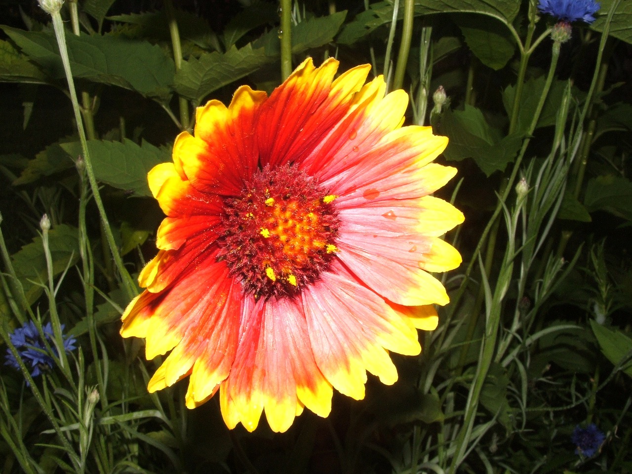 flower red flower flowers free photo