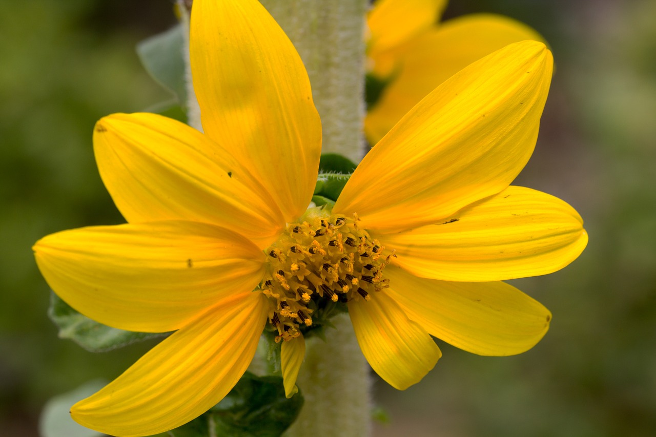 flower sun flower flower garden free photo