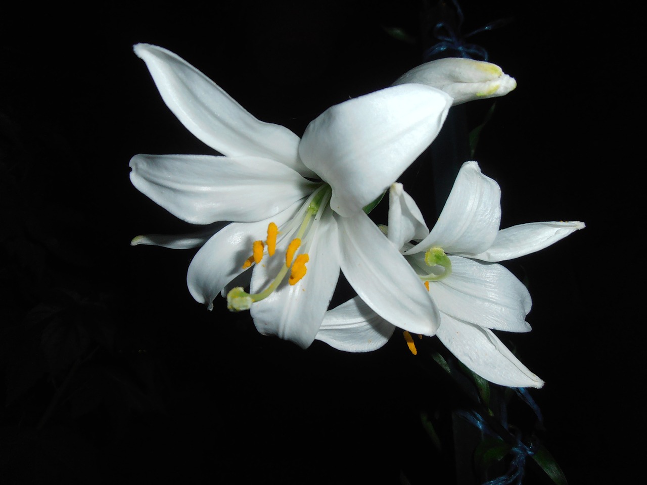 lily white flower free photo