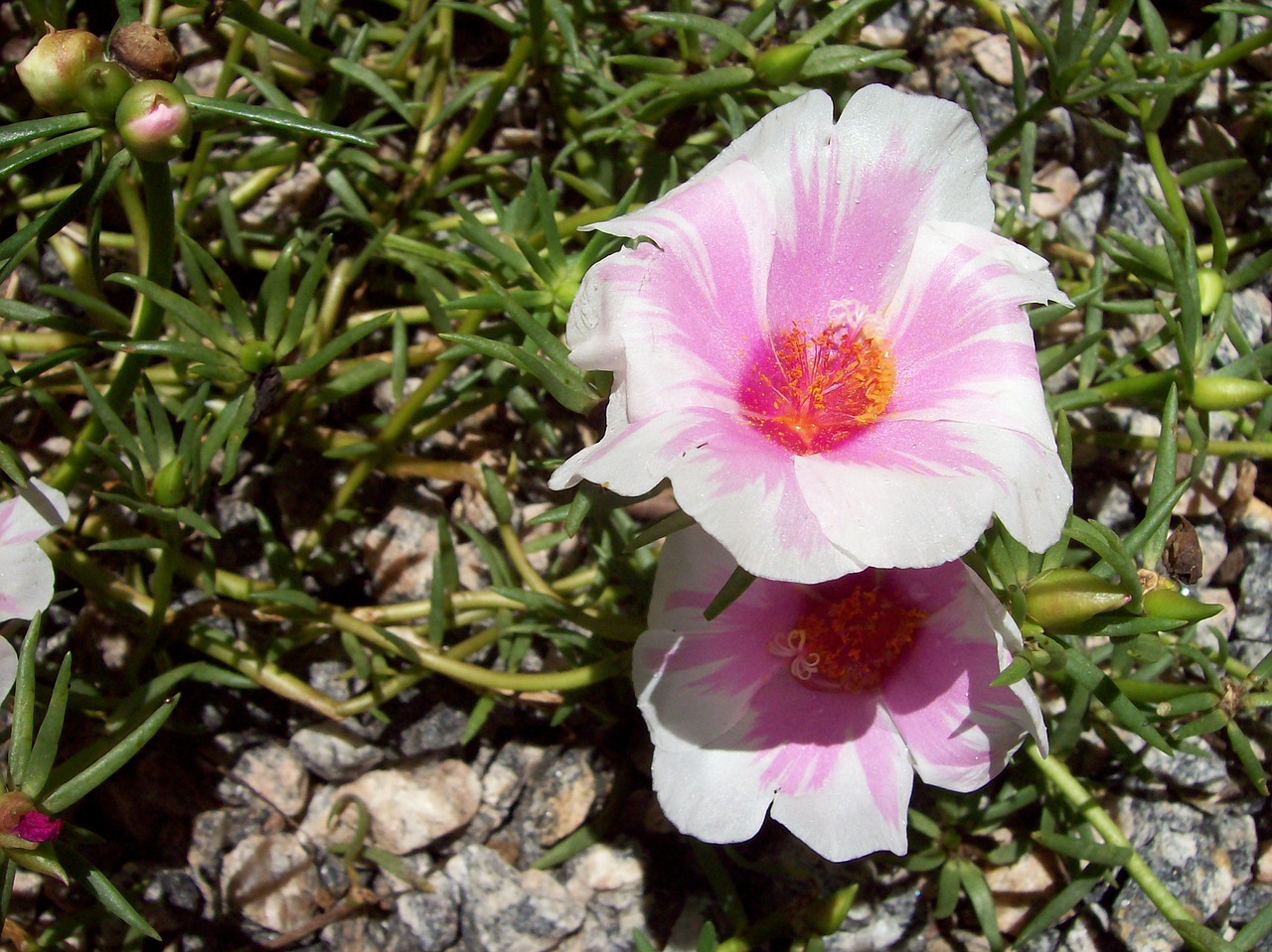 rosa pink flower grass free photo