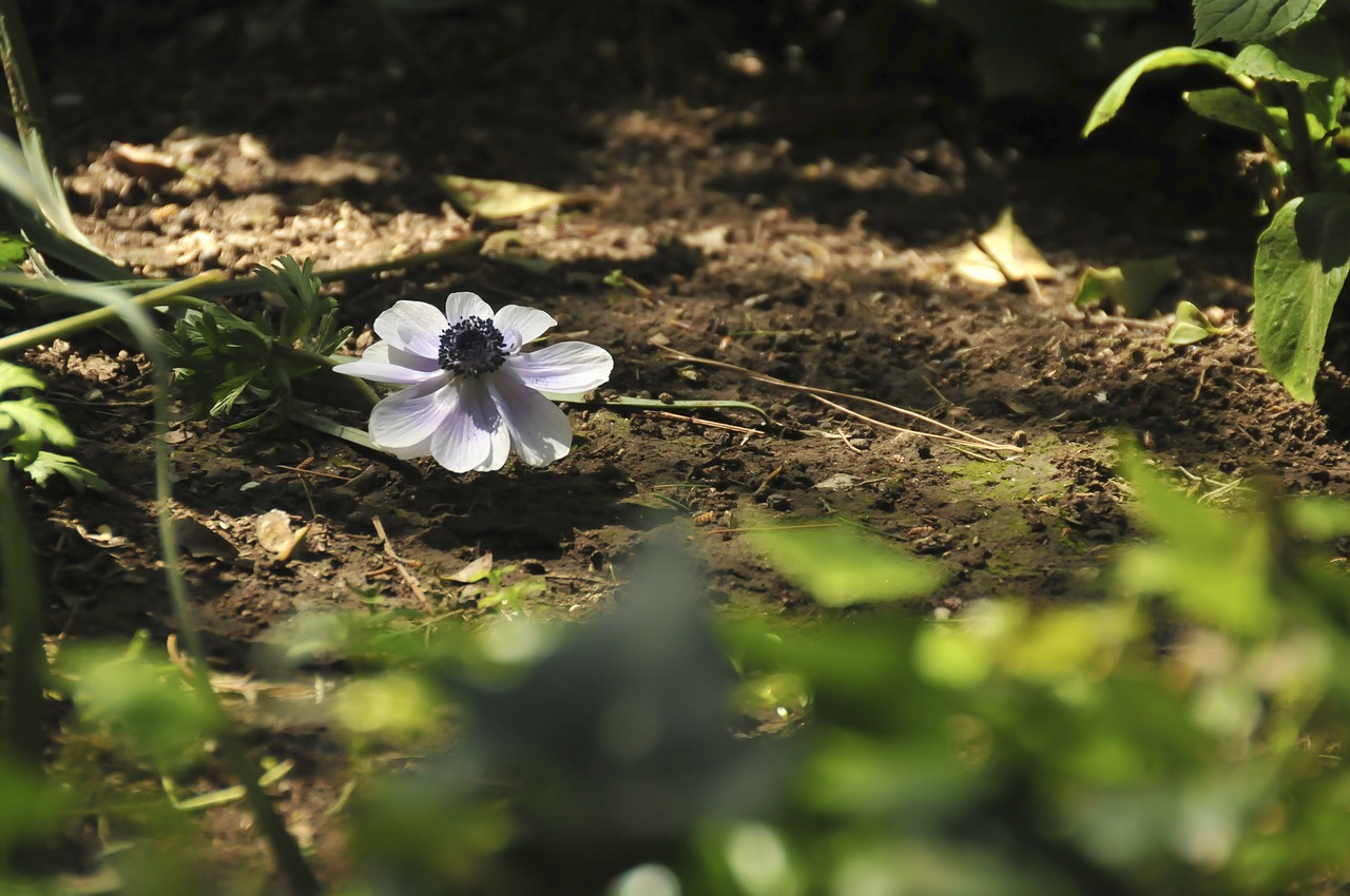 flower violet nature free photo