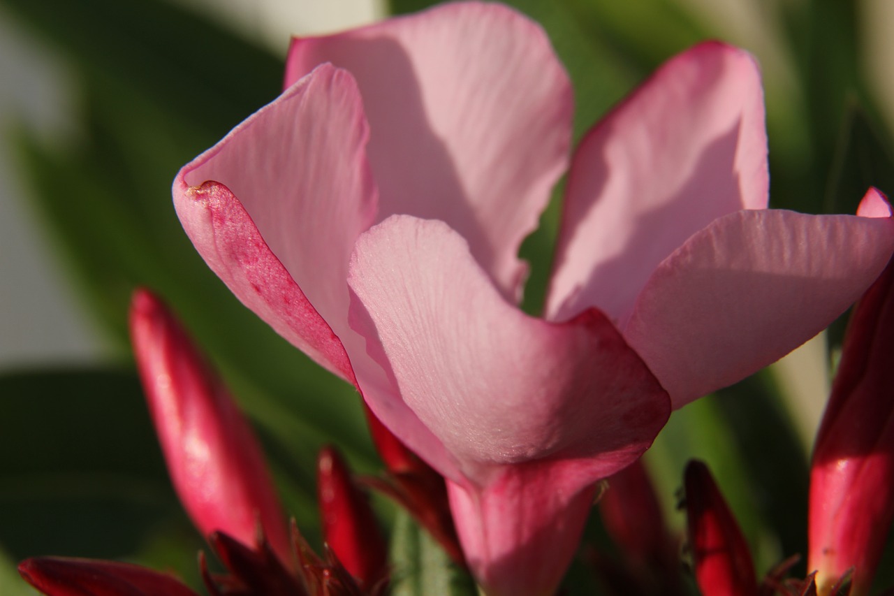 flower bush nature free photo