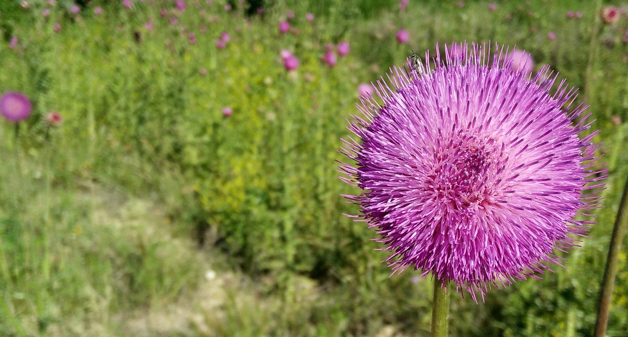 flower purple nature free photo