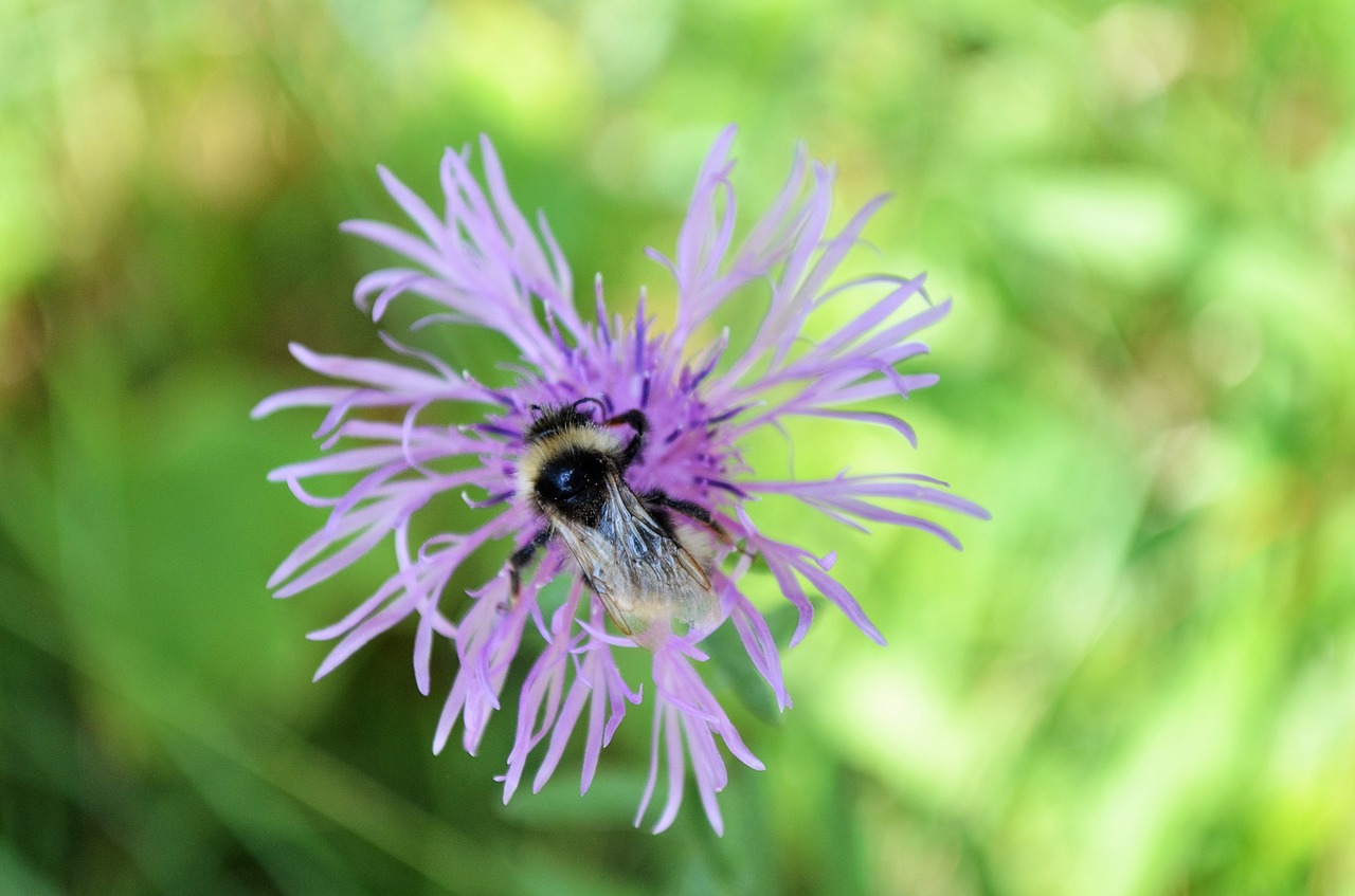 flower hummel pink flower free photo