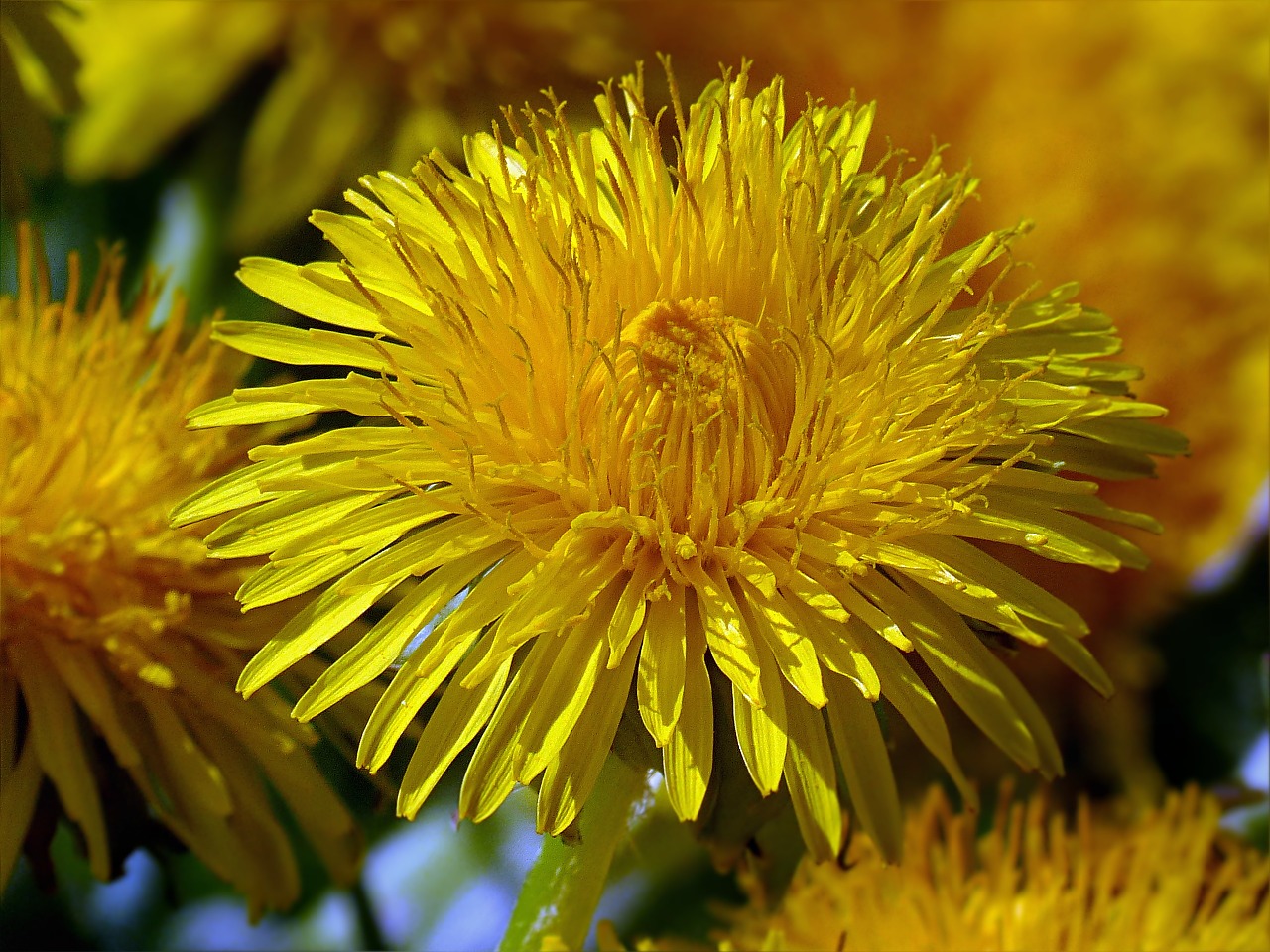 flower dandelion yellow free photo