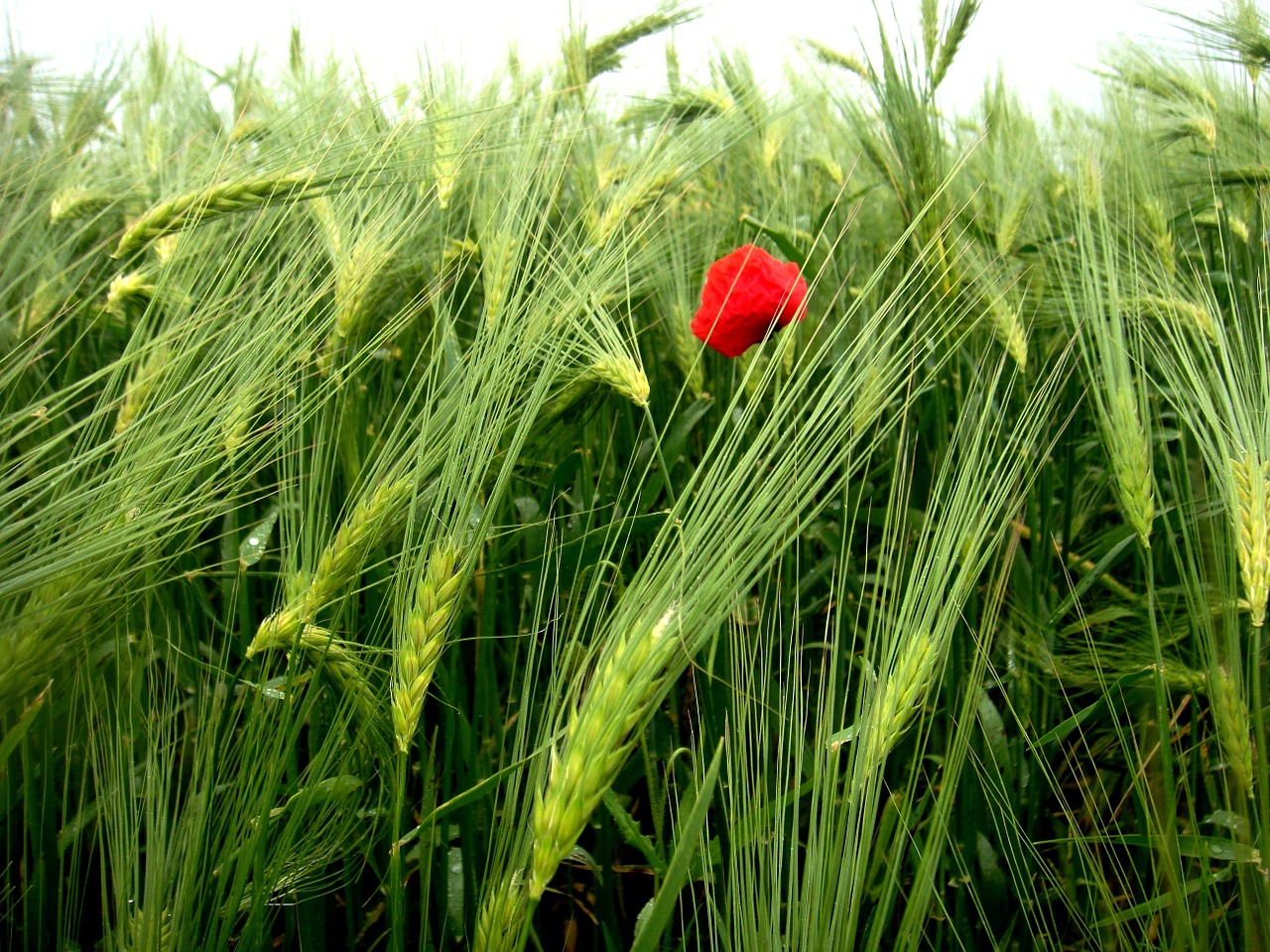 flower field red free photo