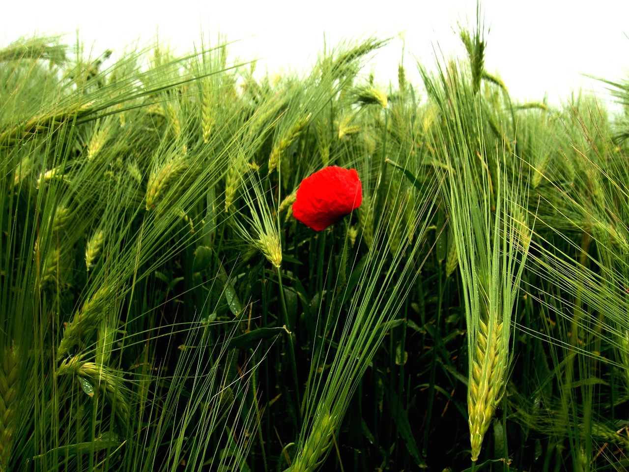 flower field red free photo