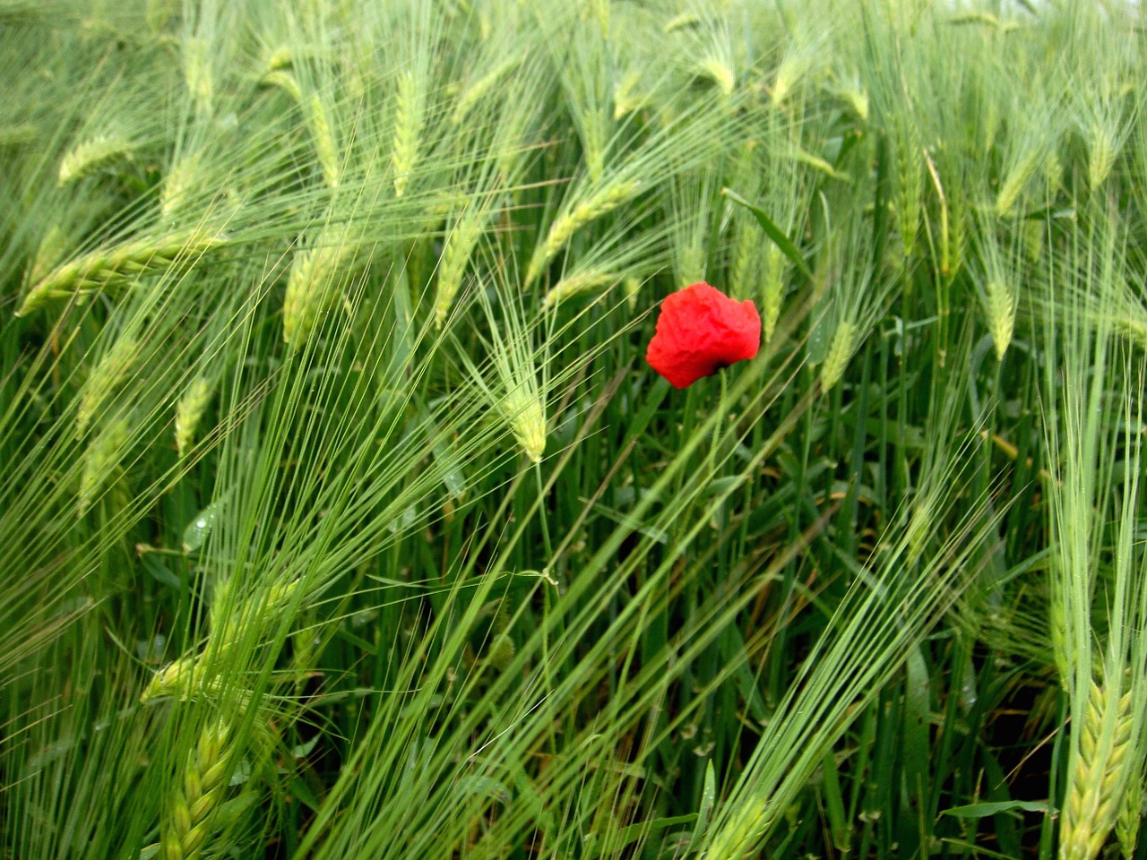 flower field red free photo