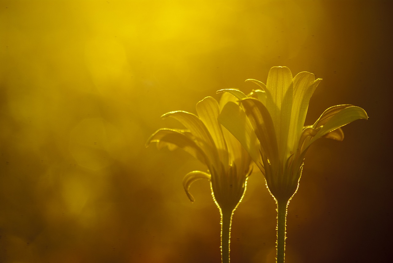 flower yellow evening mist twilight free photo