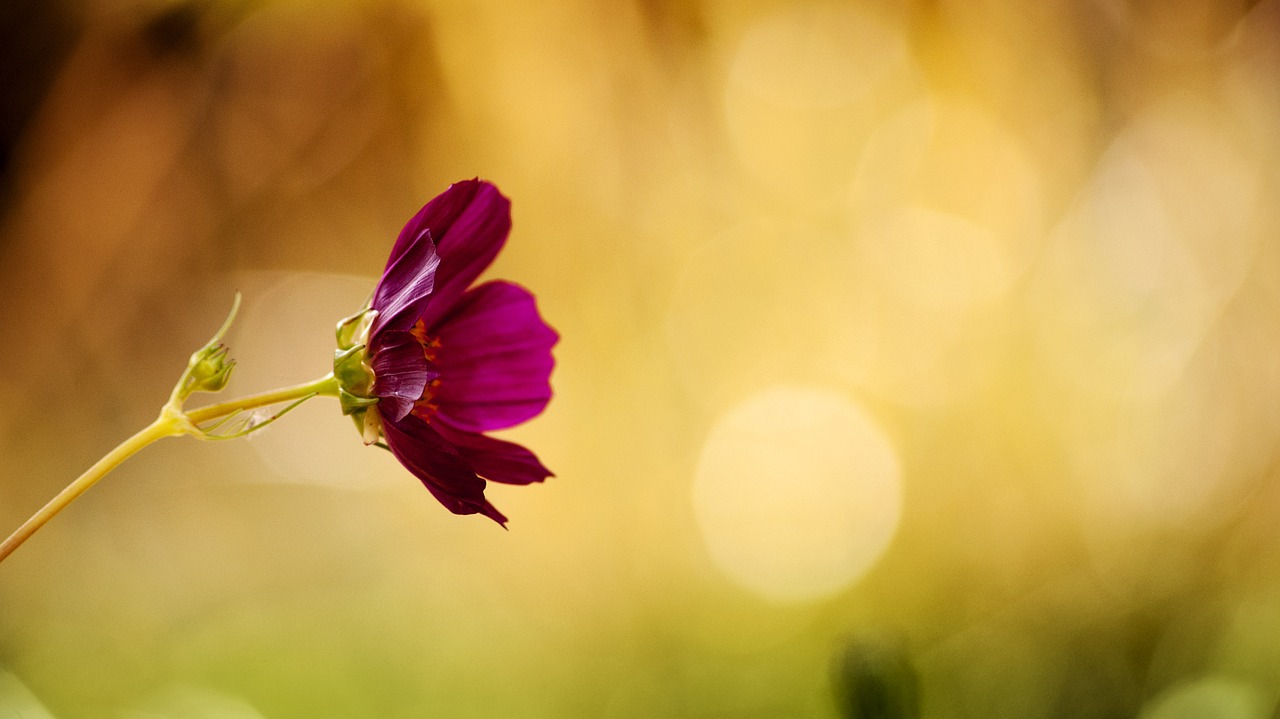 flower cosmos burgundy free photo