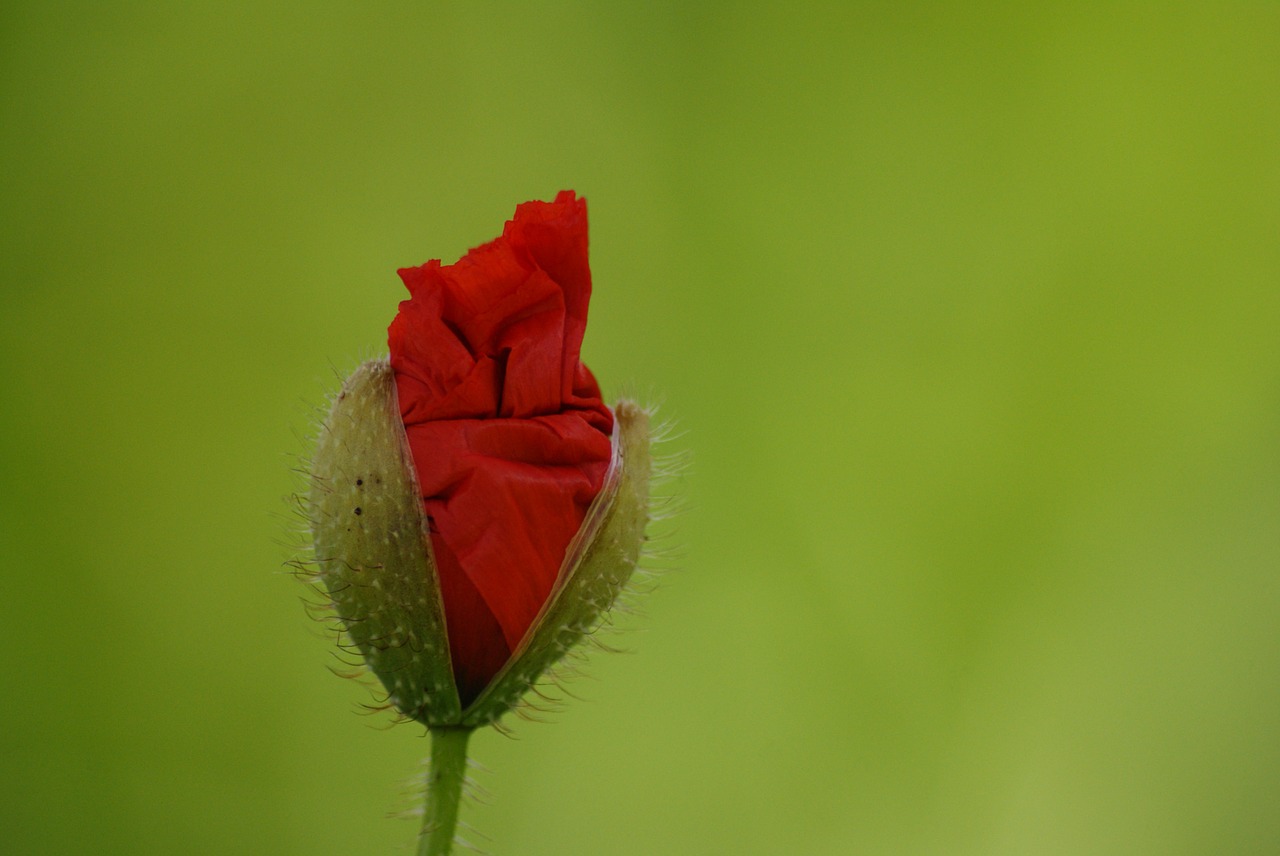 flower poppy crumpled up free photo