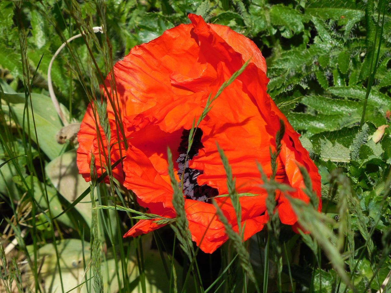 flower poppy red free photo