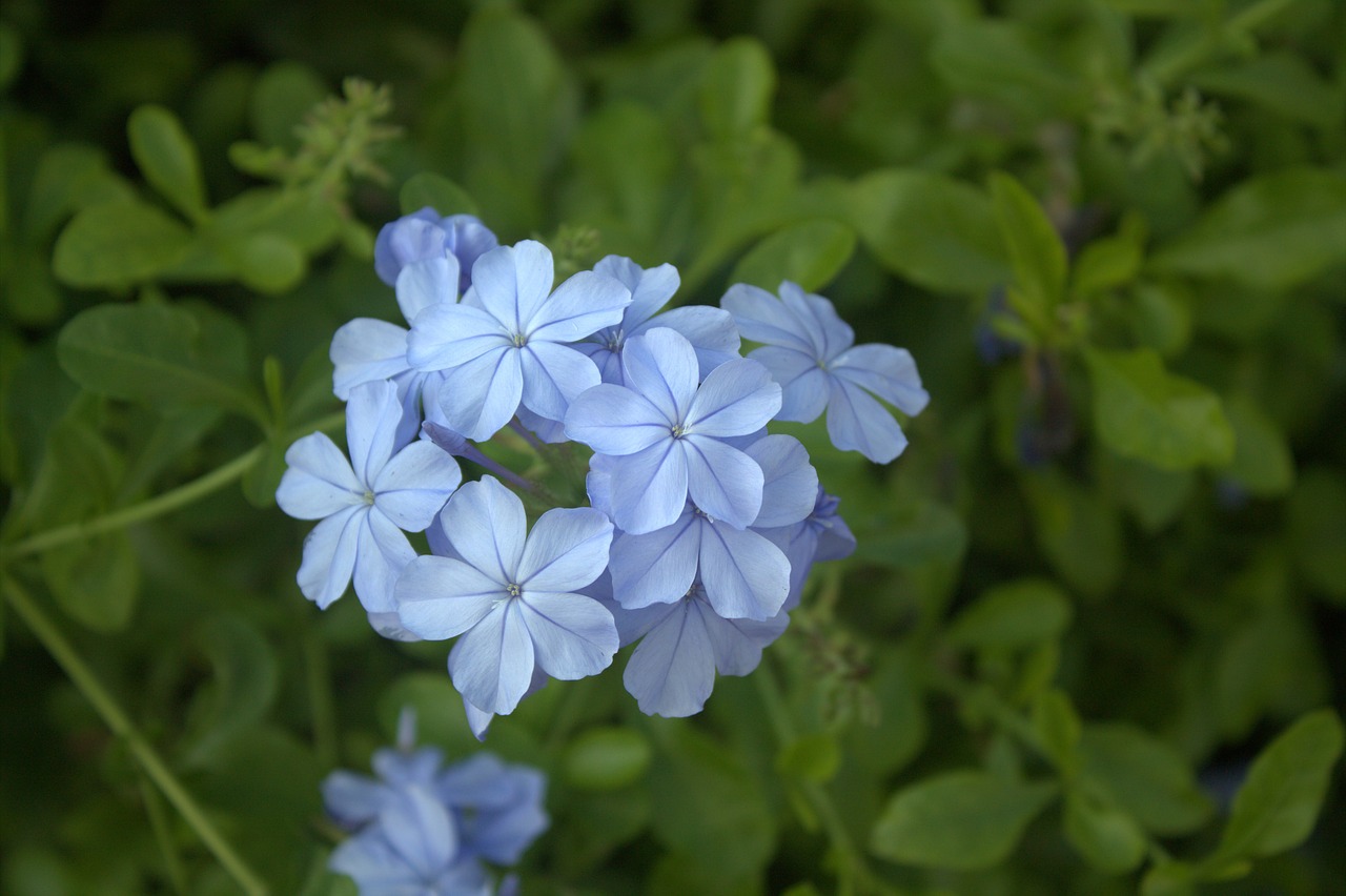 flower blue blossom free photo