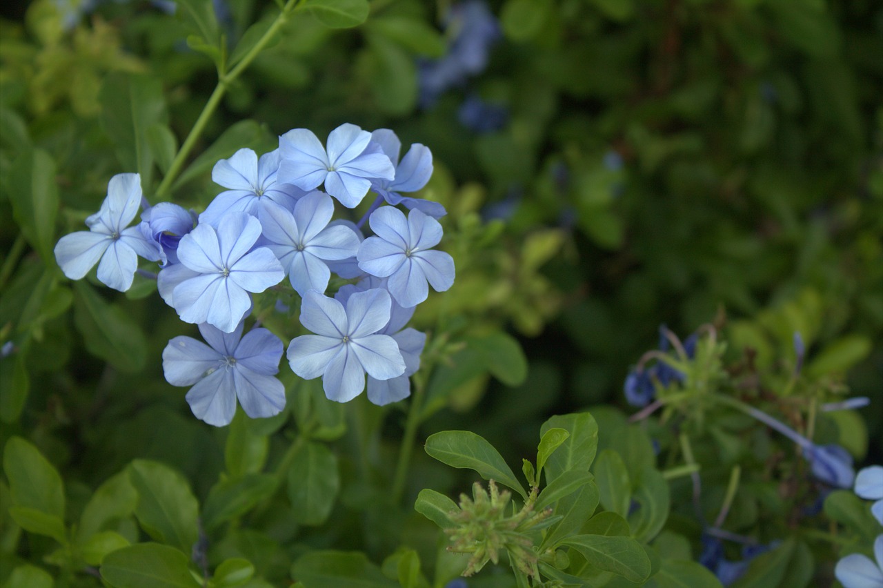 flower blue nature free photo