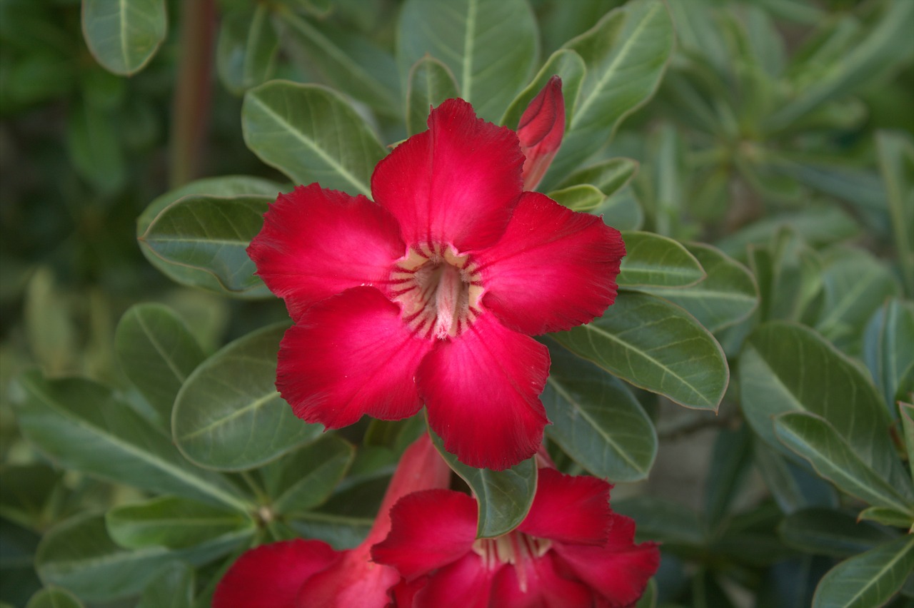 flower red nature free photo