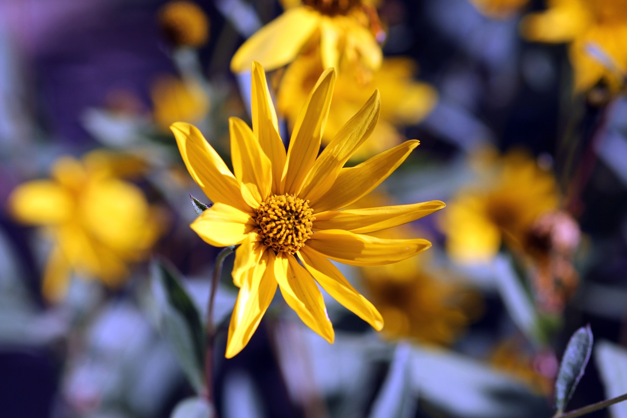 flower yellow a yellow flower free photo