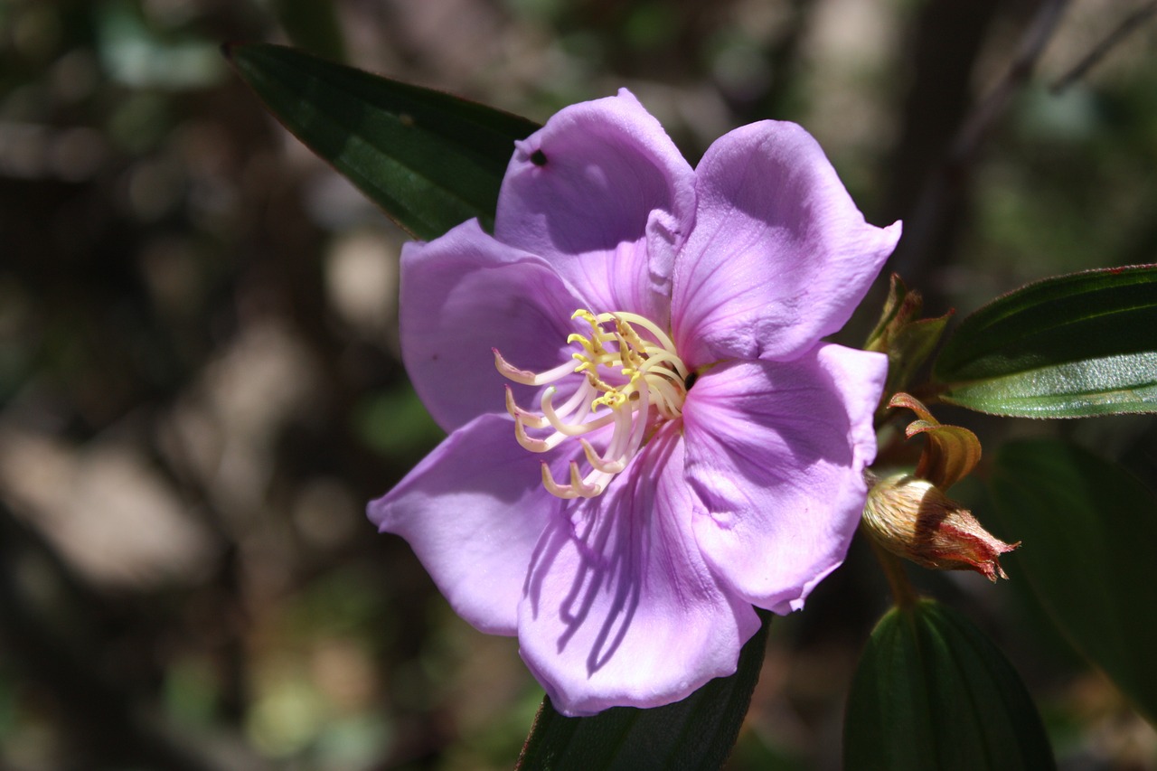 flower purple purple flower free photo