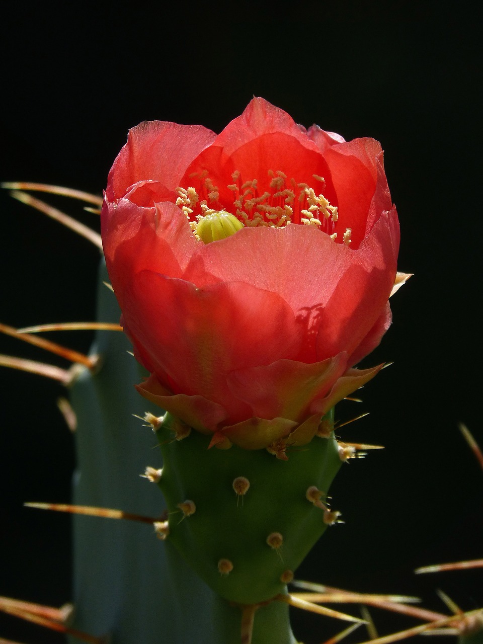 flower cactus skewers free photo