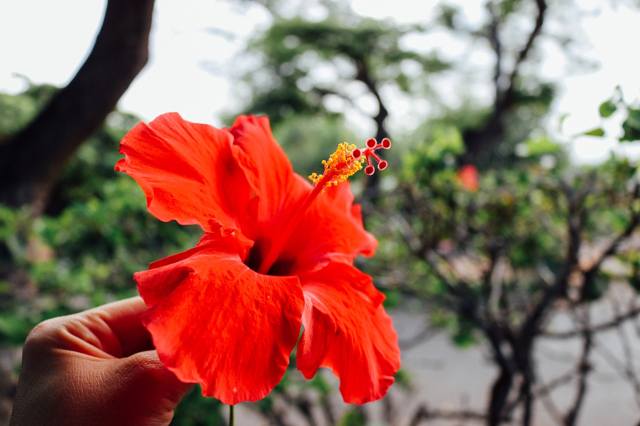 flower hawaiian hibiscus free photo