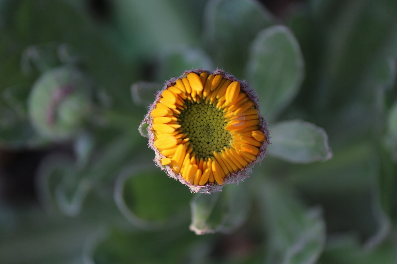 flower bud orange free photo