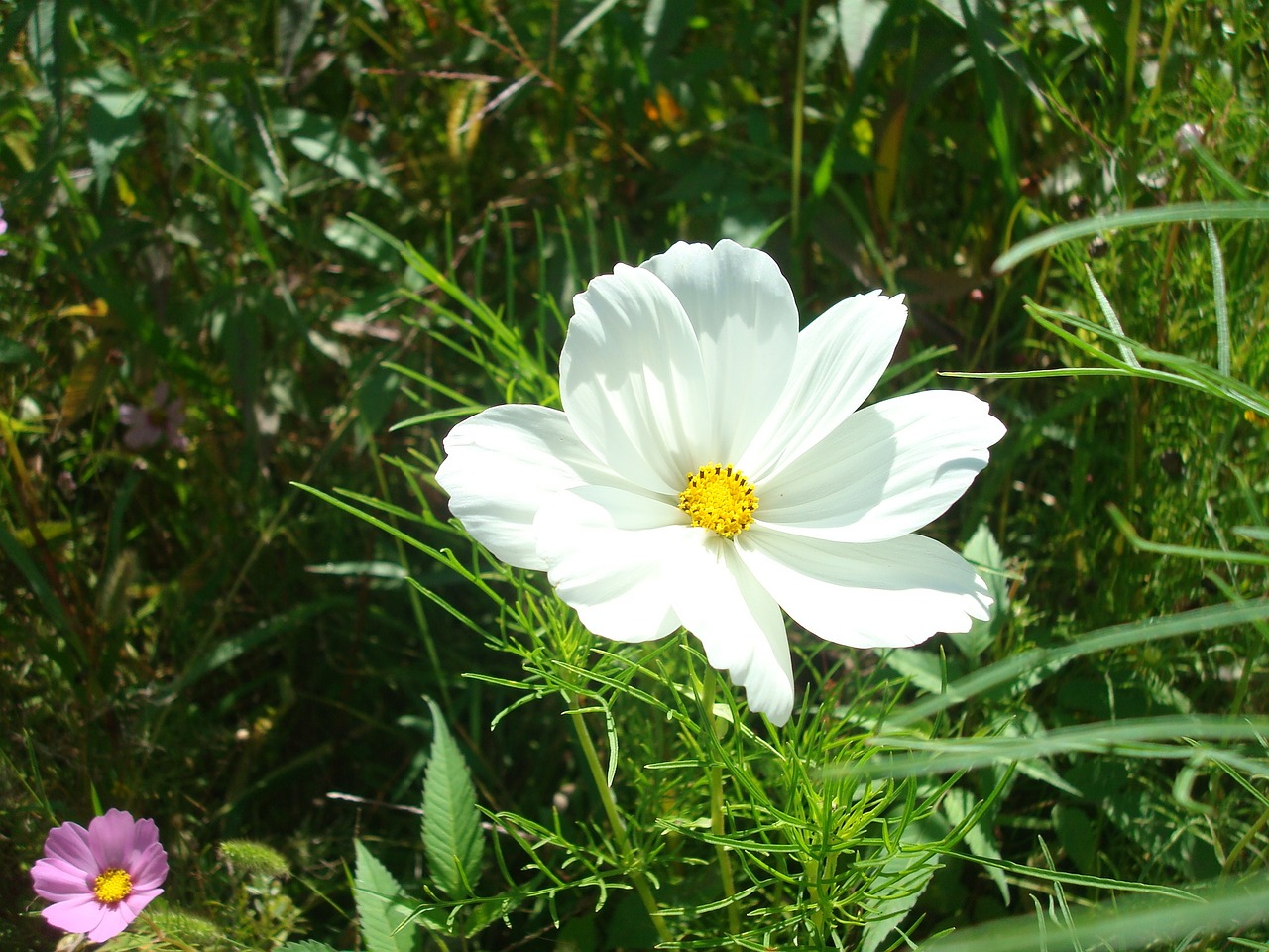 flower white wiesenblume wild flower free photo
