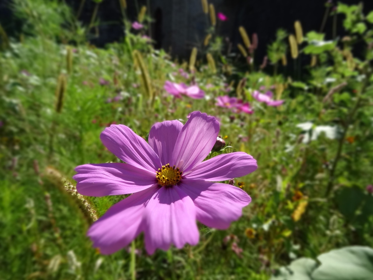 flower pointed flower purple free photo