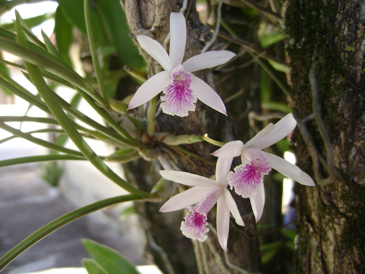 flower orquideas epidendrum free photo