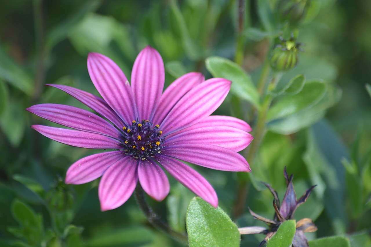 flower marguerite blossomed free photo