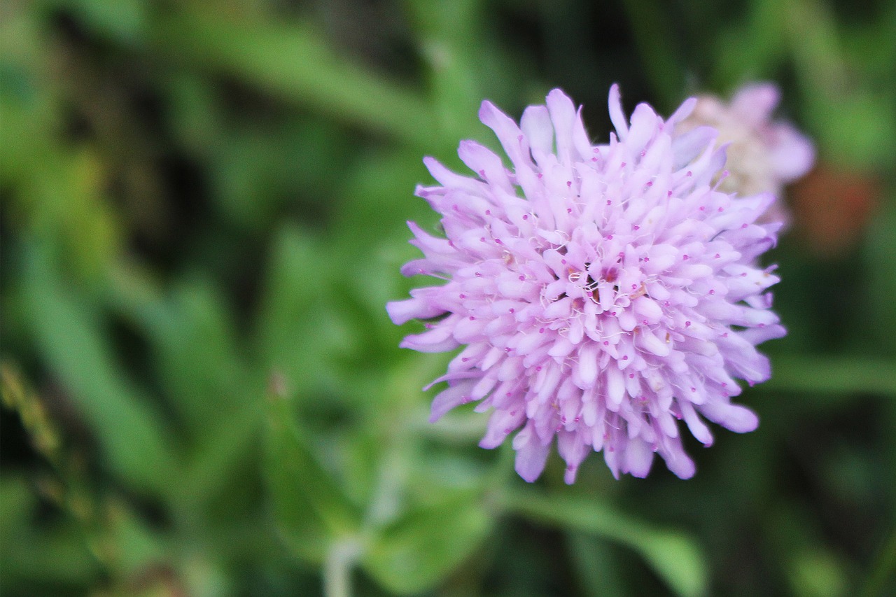 flower lilac nature free photo