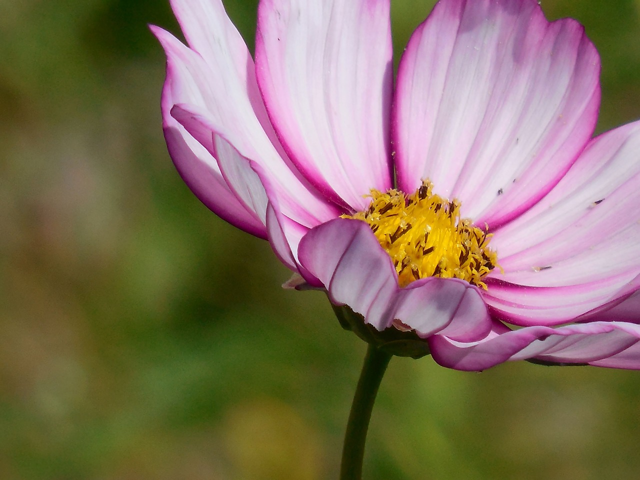 flower cosmos plant free photo