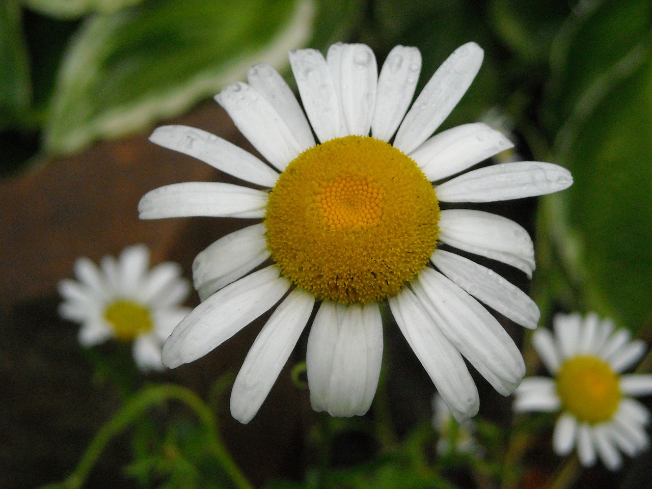 flower daisy nature free photo