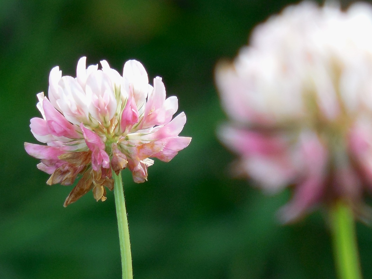 flower clover nature free photo