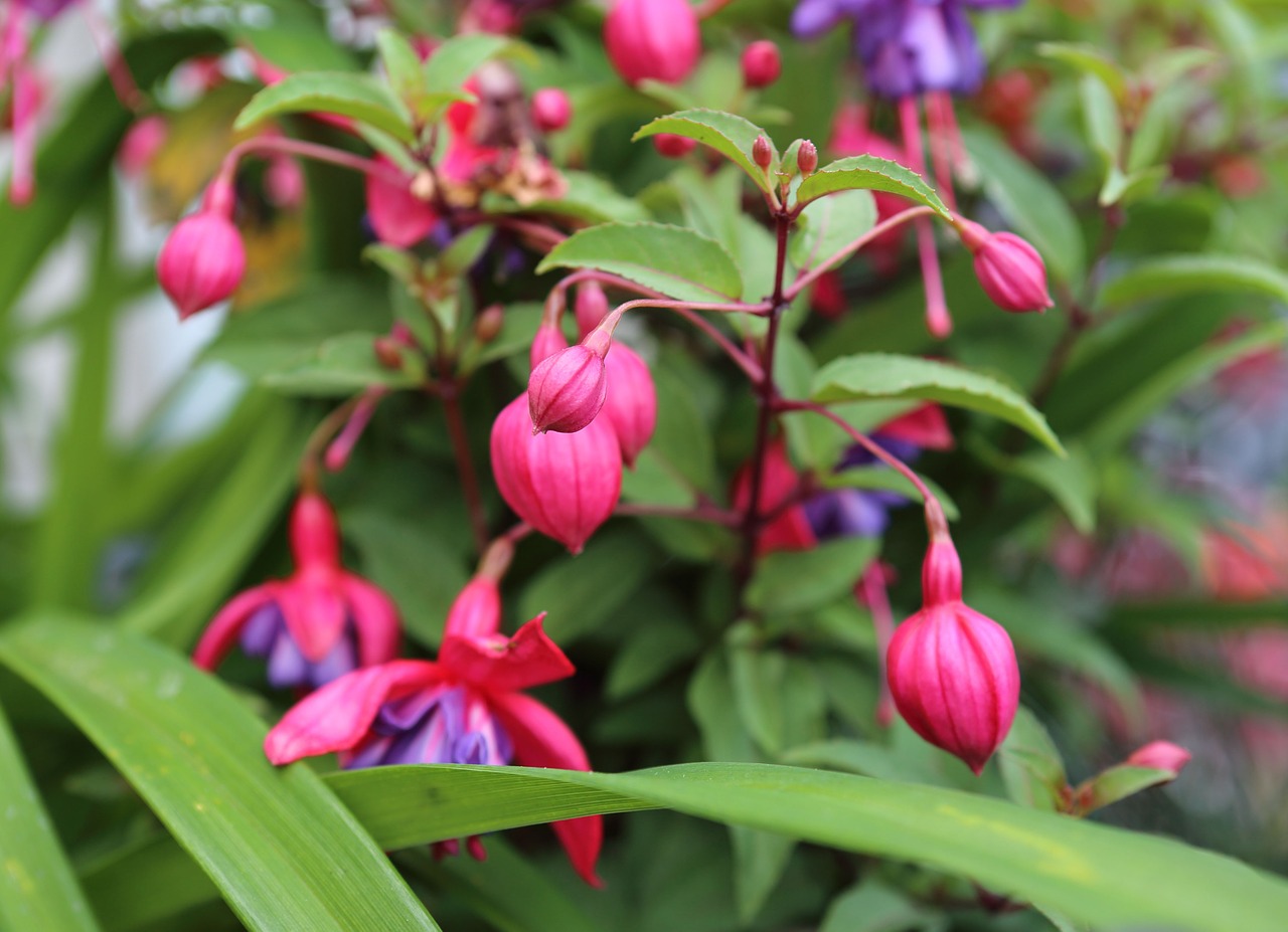 flower pink flower bloom free photo