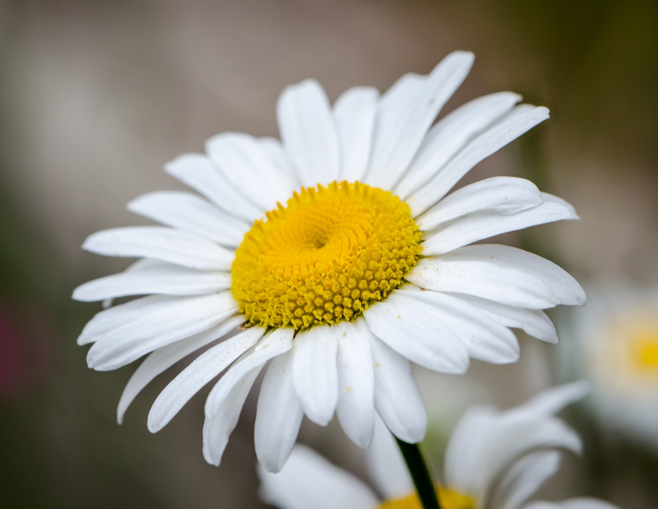 flower daisy nature free photo