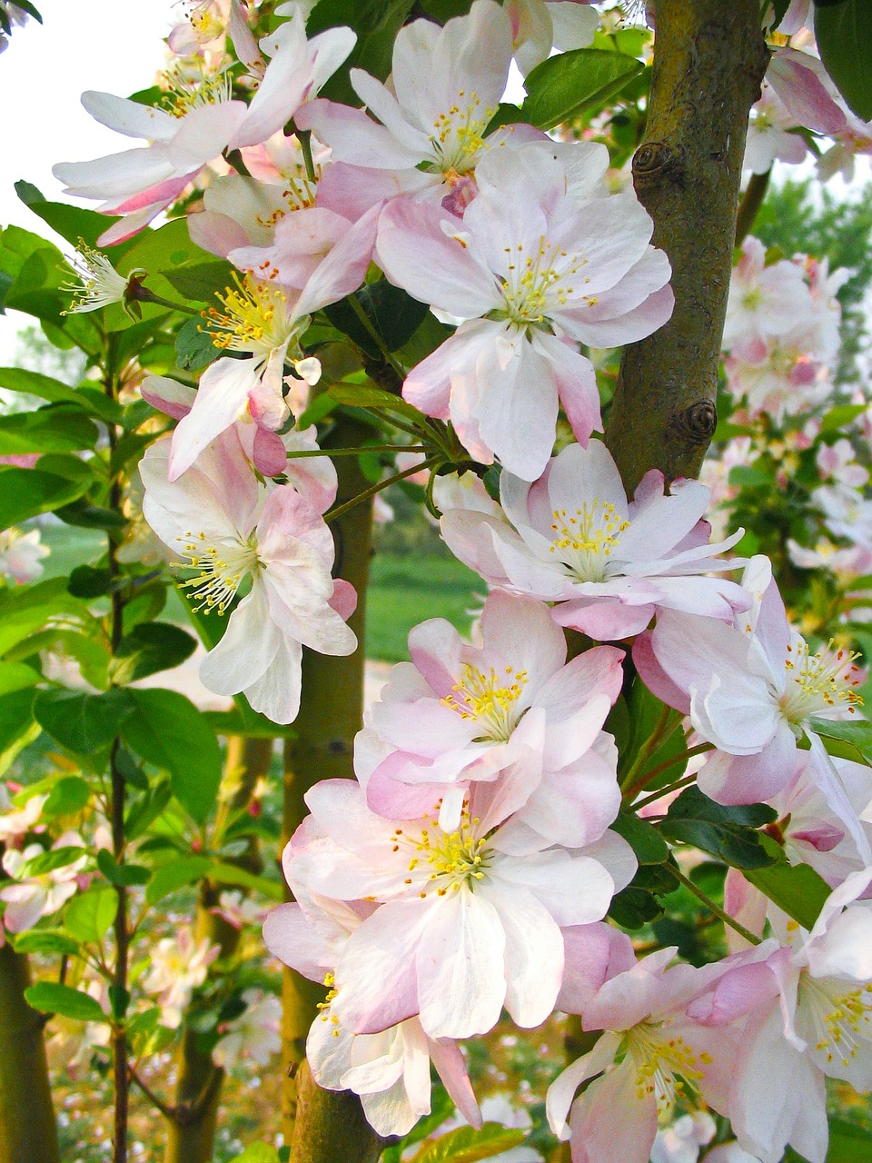 flower spring pink free photo