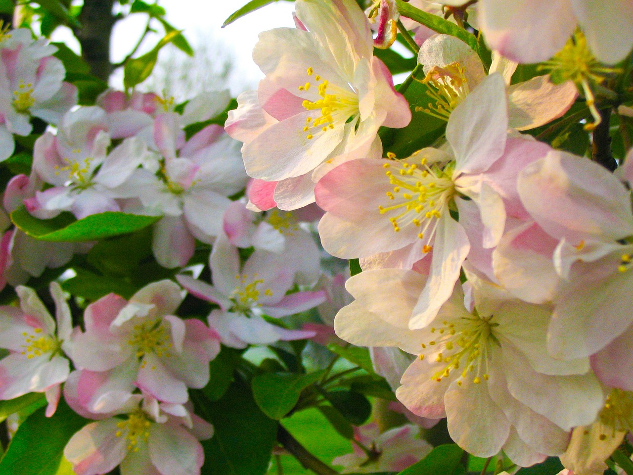 flower spring pink free photo