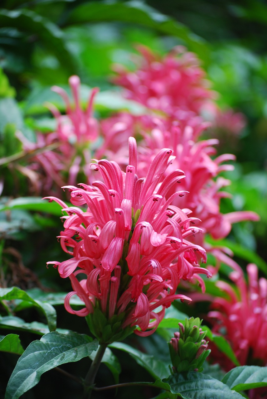 brazilian plume flower horticulture free photo