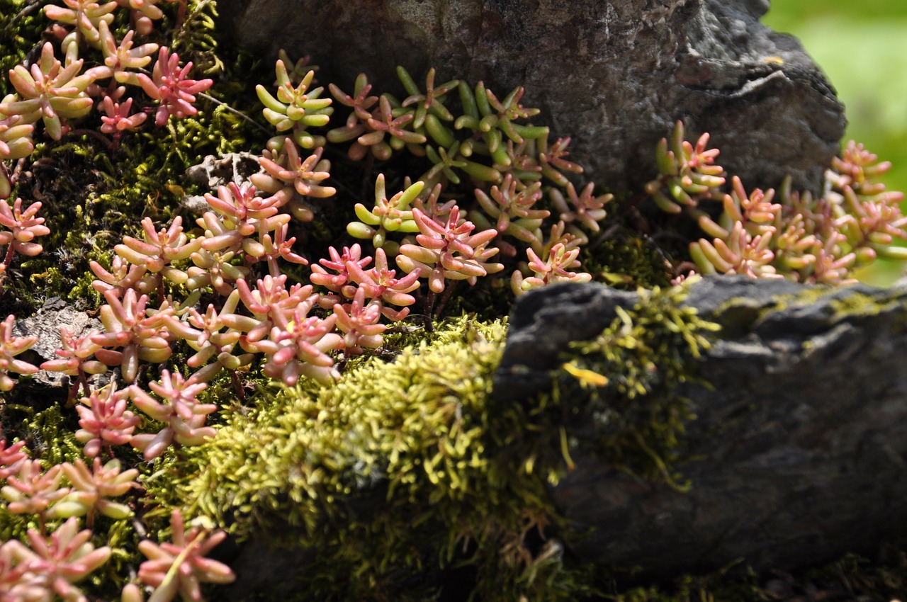 flower rock summer free photo