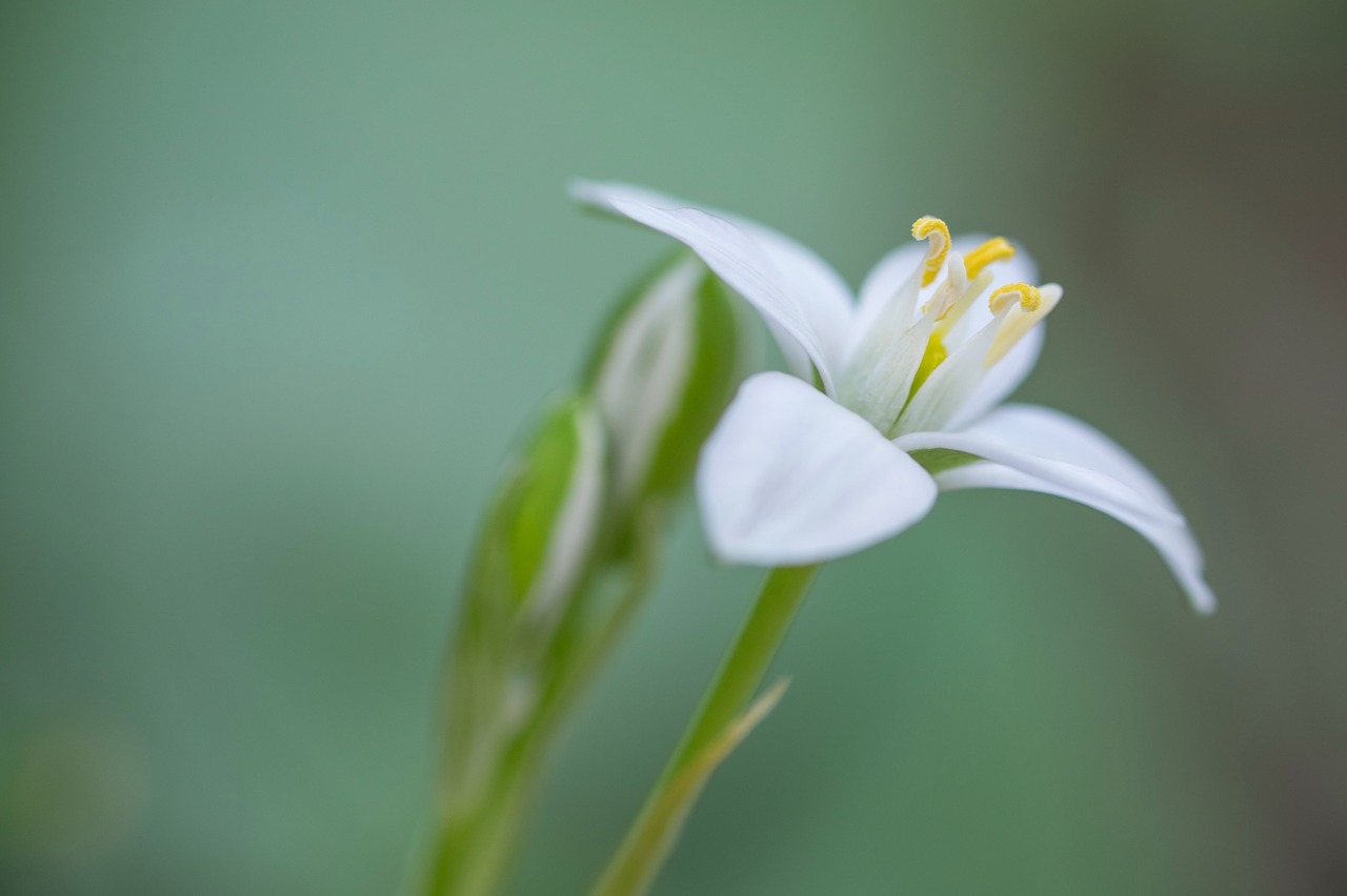 flower blossom bloom free photo