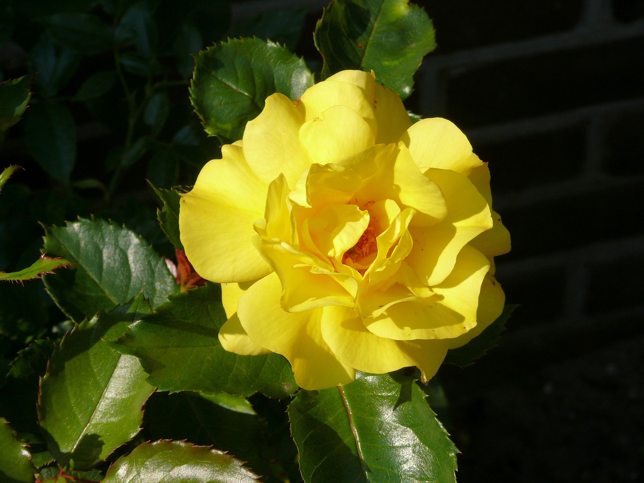 rose yellow flower free photo