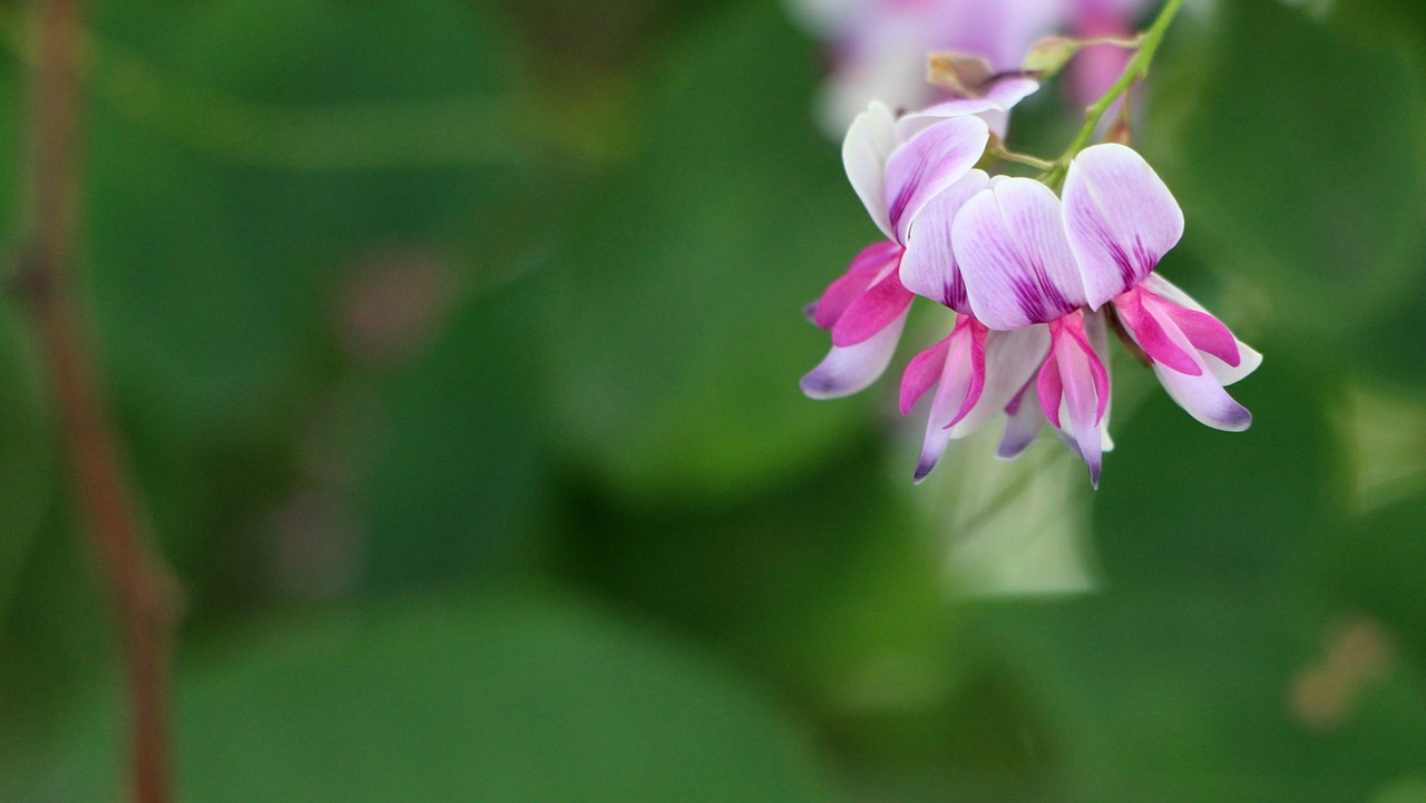 flower green flowers free photo