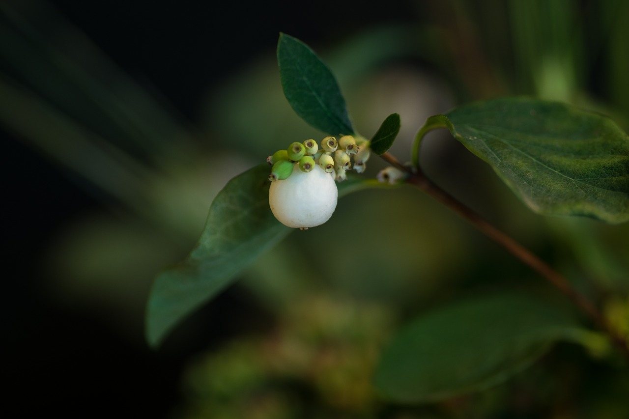 flower potted plant white free photo