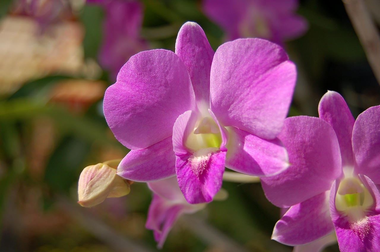 flower orchid purple free photo